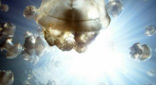 Царство медуз (19 фотографий)