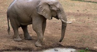 Коварная ловушка для слона (4 фото)