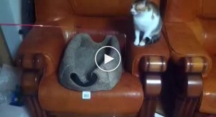 Кот играет с другим котом
