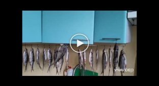 Кот-охотник за рыбой