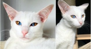 Удивительная кошка с разноцветными глазами (8 фото)