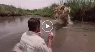 Львица бросается к мужчине