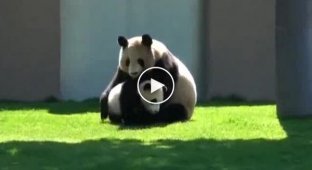 Забавная панда играет с детенышем