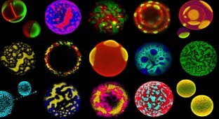 Красивые микробы (8 фото)