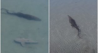 Дрон заснял момент встречи акулы и крокодила под водой (4 фото + 1 видео)