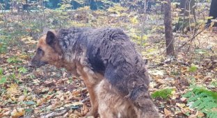 Неподалеку от Мытищ спасли собаку, которая была закопана в землю (7 фото + видео)