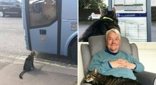 Кот Джордж стал звездой благодаря его приключениям и одиночным поездкам в автобусах и поездах (3 фото)