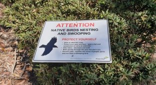 Птицы, которых можно встретить у порога дома в Австралии (13 фото)