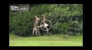 Эпичная драка между кенгуру