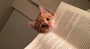 25 кошек, которые хотят, чтобы вы прекратили читать (25 фото)