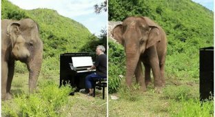 Чудесная реакция слепой слонихи на звуки пианино (5 фото + 3 видео)