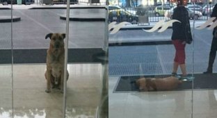 Стюардесса из Германии забрала бездомного пса, который полгода ждал ее у отеля (10 фото)