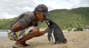 Каждый год этот пингвин проплывает более 8000 км, чтобы увидеться с человеком, который его спас (6 фото)