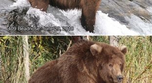 Конкурс на самого толстого медведя в национальном парке (2 фото)
