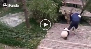 Маленький панда, который не хочет отпускать сотрудника зоопарка