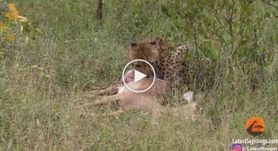 Лев стащил добычу у обокравших гепарда стервятников