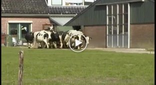 Счастливые коровы