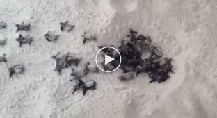 Из песка вылезли десятки крошечных малышей кожистых черепах