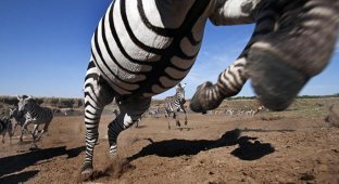 Охота на зебр (7 фото)