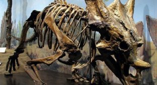 10 прекрасно сохранившихся останков вымерших животных, которые удивили учёных (11 фото + 1 видео)