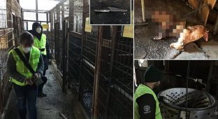 Власти Южной Кореи закрыли собачий дом смерти (11 фото)