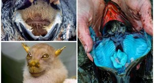 Сумасшедшие фотографии животных, которые точно вас удивят (21 фото)