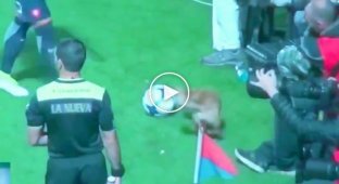 Жизнерадостный уличный пёс отобрал мяч у футболиста во время матча чемпионата Аргентины