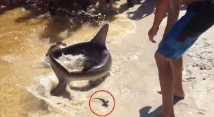 Акула-молот родила плямо на пляже! (4 фото + видео)