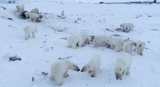 56 голодных белых медведей окружили село на Чукотке (9 фото)