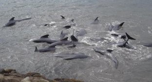 У берегов Фарерских островов рыбаки убили десятки китов (12 фото)