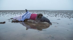 Ошибка навигатора помогла спасти дельфина (5 фото)