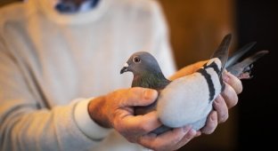 В Бельгии продали гоночного голубя за $1,9 миллиона (2 фото)