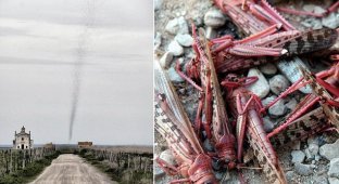 Смертоносное торнадо из саранчи накрыло португальскую деревню (5 фото)
