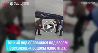 Мужчины прорубили во льду путь провалившимся лосям, чтобы те вышли из ловушки