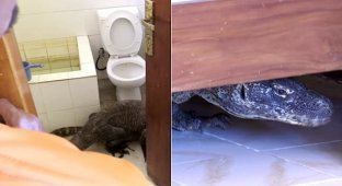 Годзилла в туалете: съемочная группа BBC обнаружила комодского варана в ванной комнате отеля (3 фото + 1 видео)