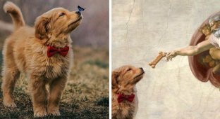 Бабочка села на нос пса с красной бабочкой, и этот кадр дал начало неожиданно доброму фотошоп-баттлу (9 фото)