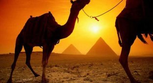 20 интересных фактов о верблюдах (20 фото)