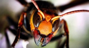 10 самых опасных насекомых планеты (11 фото)