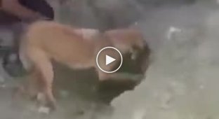 Люди помогли собачке откопать ее щенков, которых засыпало землей