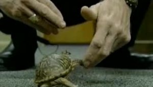 Как научили черепаху руку подавать.