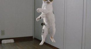 Кот-прыгун стал новым героем фотошоп-битвы в Сети (13 фото)