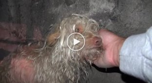 Спасение собаки из канализационного тоннеля