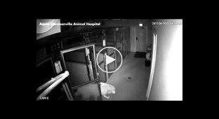 Пес сбежал из больницы для животных, открыв все двери