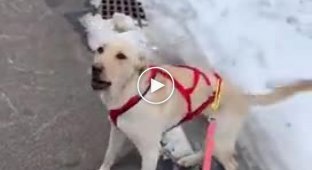 Собака которая очень обожает устраивать пробежки с хозяином по улице