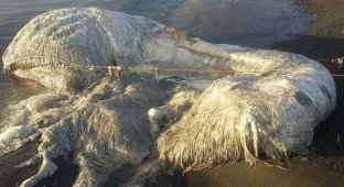 На филиппинский пляж океан выбросил загадочное волосатое существо (4 фото + 1 видео)