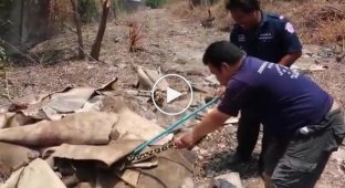Кровожадный питон, истребивший собачью свору, был пойман в Тайланде