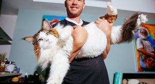 Самсон — самый большой кот Нью-Йорка, больше метра в длину и весом почти 13 килограмм (9 фото)