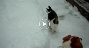 Коты дерутся в снегу
