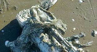 Таинственный монстр с пляжа заставил экспертов поломать голову (3 фото)