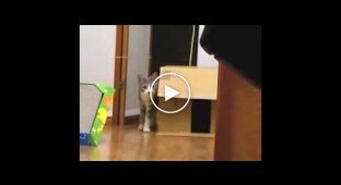 Кот шпион-невидимка
